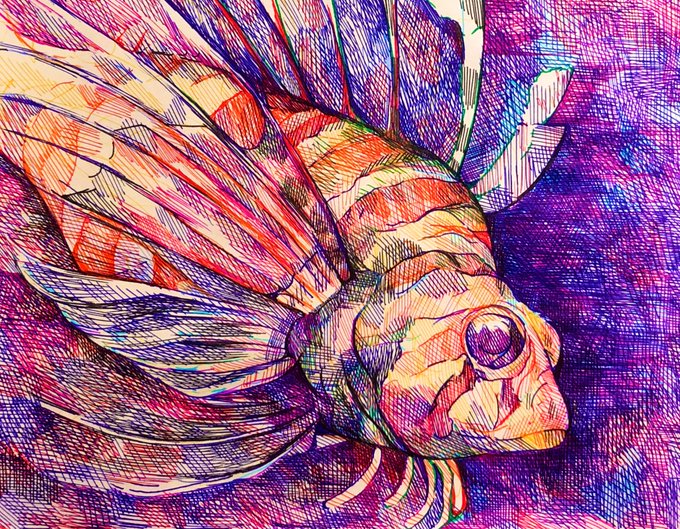 カサゴさん描きました 目がクリクリで可愛いですね ボールペン画 絆 けんしん 5月展示15 28日のイラスト カサゴさん描きました 目がクリクリで可愛いですね ボールペン画 絆 けんしん 5月展示15 28日のイラスト