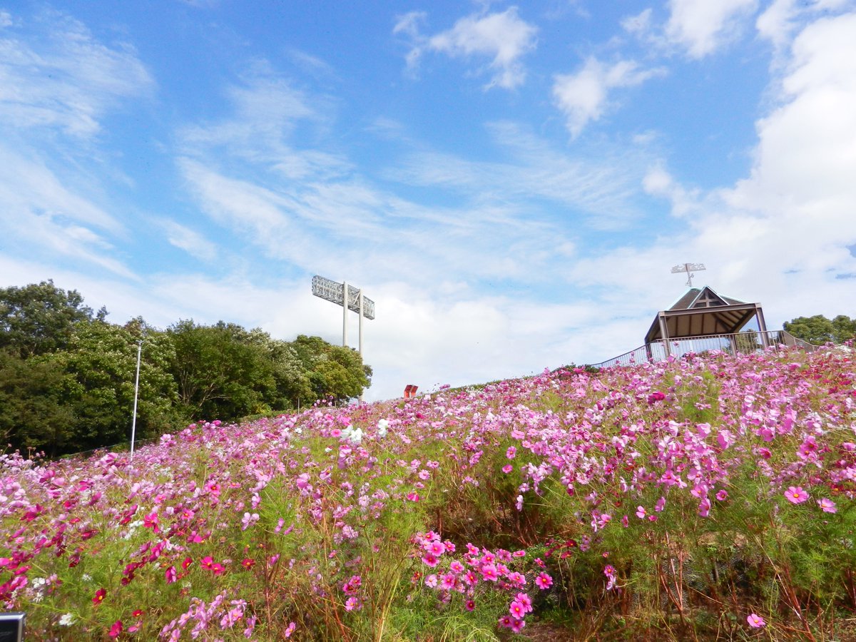 神戸市広報 10万本のコスモスを見に行こう 約10万本のコスモスが咲き誇る神戸総合運動公園では 10月の毎週末にさまざまなイベントを開催します 10 10 土 の コスモスまつり では ハーブティーの提供やスタンプラリーなどが行われます ぜひ