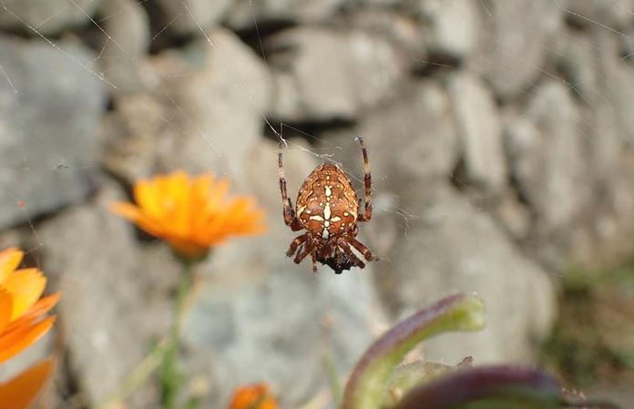 Cofnod #RecordOfTheWeek is this Garden Spider Araneus diadematus recorded by Susan Andrew near Bangor. Now is the very best time to see these large distinctive orb-web spiders. Join in a national survey run by <a href="/BASSurveys/">BAS Surveys</a> #GardenSpiderDensitySurvey

britishspiders.org.uk/wiki2015/image…