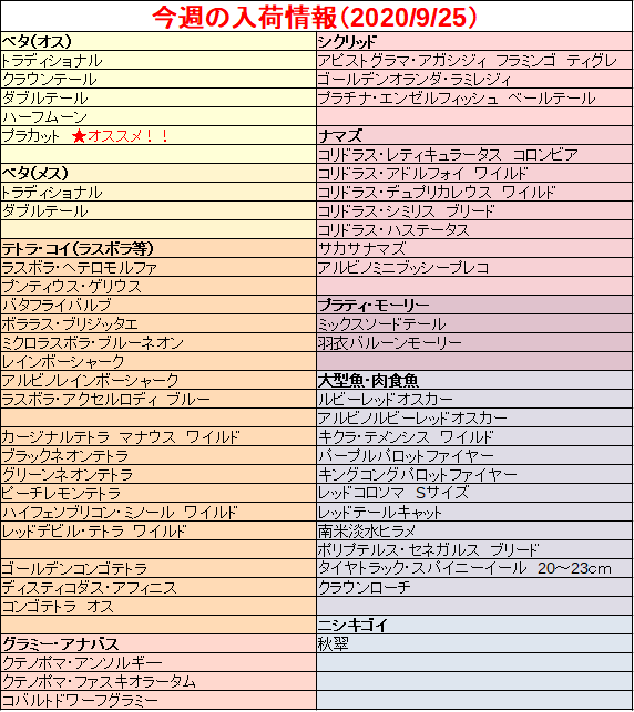 チャーム公式 館林店熱帯魚エリア 今週の追加入荷情報です 今週のおすすめはベタ プラカットです ご来店をお待ちしております 一部在庫は通販と在庫を共有している為 注文が入り次第売り切れとなります また 状態不良などにより販売できない場合