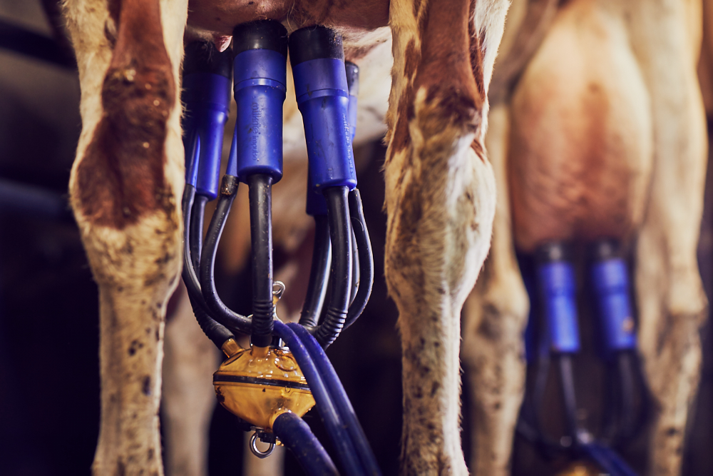 Further to our announcement on 14 September 2020, we are pleased to announce that the divestment of milkrite | InterPuls completed earlier today