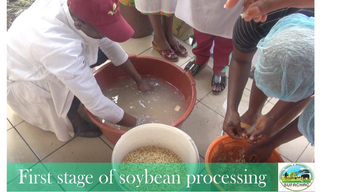 sufachac's tweet image. During the workshop, the women were also trained on the theoretical and practical session for different processes involved in the transformation of soybeans into soy-meat, soy beefsteak, and soy milk. JOIN OUR WEBSITE sufachac.org
#sufachac #soybeans #agriculture #food