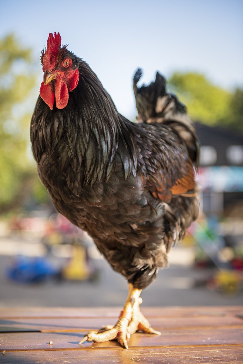 🏫Educatief aanbod Kinderboerderij Cantecleer.

Wij hebben dit jaar een educatief programma voor scholen samengesteld met de nadruk op onze landbouwhuisdieren.

Dat zijn de dieren die je eerder op een boerderij... 
Kijk op onze website voor meer info.
cantecleer.com/educatief-prog…