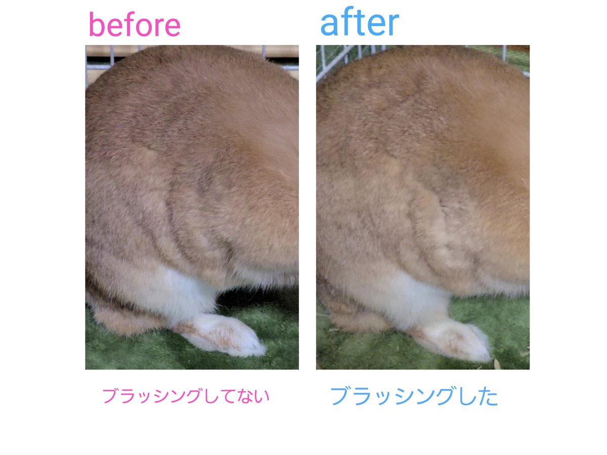 肥満うさぎの体型