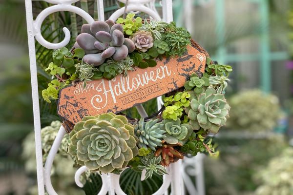 ナガシマリゾート公式 なばなの里 花市場横ｂ駐車場 入場無料 多肉とみどりのマルシェ In なばなの里 を開催 楽しい ワークショップ には講師に 上田泰 さん 伊藤きみえ さん 山路元彦 さんも登場 10月24日 土 25日 日 各日9 00 17 00