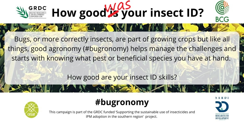 BCG_Birchip's tweet photo. We hope you all enjoyed the #bugronomy quiz over the past couple of weeks. Remember if you have any ID questions, the teams at @cesaraustralia and @PestFactsSARDI would only be too happy to help out. Keep using #bugronomy in your ID posts then others can use it to follow along. https://t.co/wPoJf4hdV2