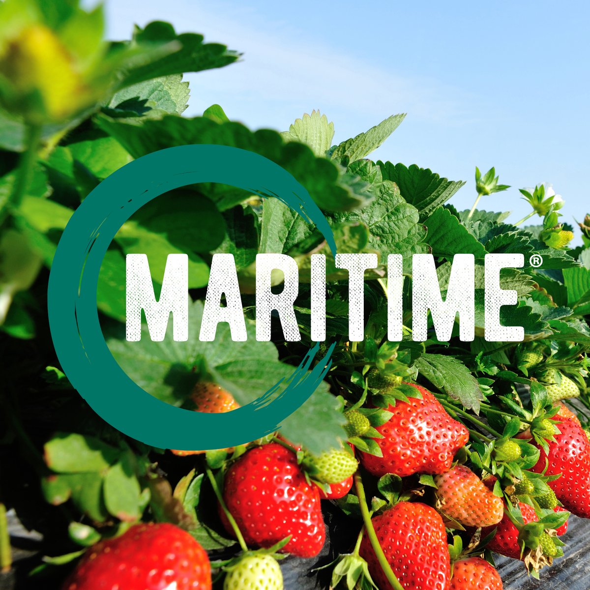 Loveland has launched Maritime in Austrlalia, a unique microbially extracted kelp. Find out more at bit.ly/33QvpvN