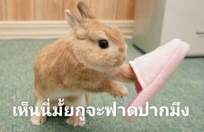 กระต่ายทะเล2026🐰 tweet media