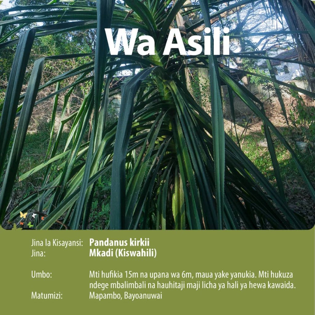 VwalaViola's tweet image. Mkadi hutumika kutengeneza mikeka na Makuti , Mmea huu umesaidia watu wengi wa pwani kujipatia kipato na wenyewe wanakwambia mizizi yake michanga na majani ni tiba . #OkoaMimeaYaAsili