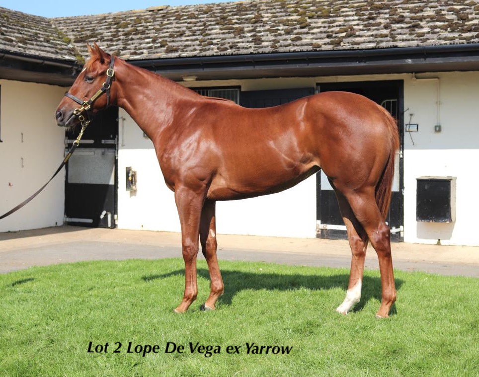 wickhamwicks's tweet photo. Early bird will catch this Queen. Lot 2 @Tattersalls1766 Book 1 Lope De Vega ex Yarrow filly has never missed a beat since the day she was born. A stunning mover on the lunge and an unbelievable mature attitude to her everyday routine #TheRealDeal #RoadToSales #QualityFilly https://t.co/pBNCpa311f