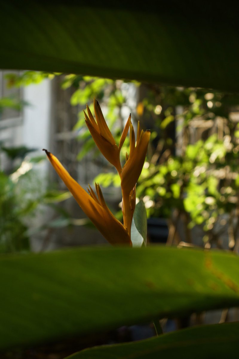 ReBellAfrique's tweet photo. 🌼⚘MAUA MAGIC🌹🏵
.
.
Shamba La Mamake
♈ R E B E L L A ♈
.
.
.
《《Siku Njema Huonekana Asubuhi》》
.
.
***Heliconia psittacorum L.f ~ Parakeet flower***
.
.
#rebellafrique #mauamagic #flowerpower #WangariMaathai #fridaymotivation #flowers #picoftheday #UnbotheredErica https://t.co/JwMnw1zCGF