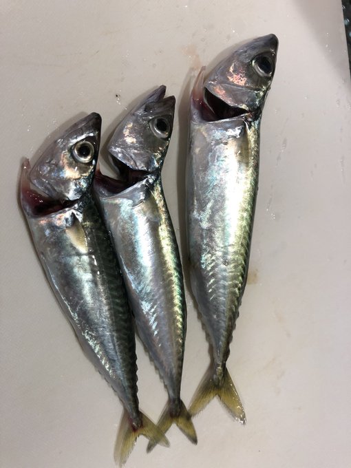 わーい
初めてジギングで釣れたよ!
初釣果はサバでした。 