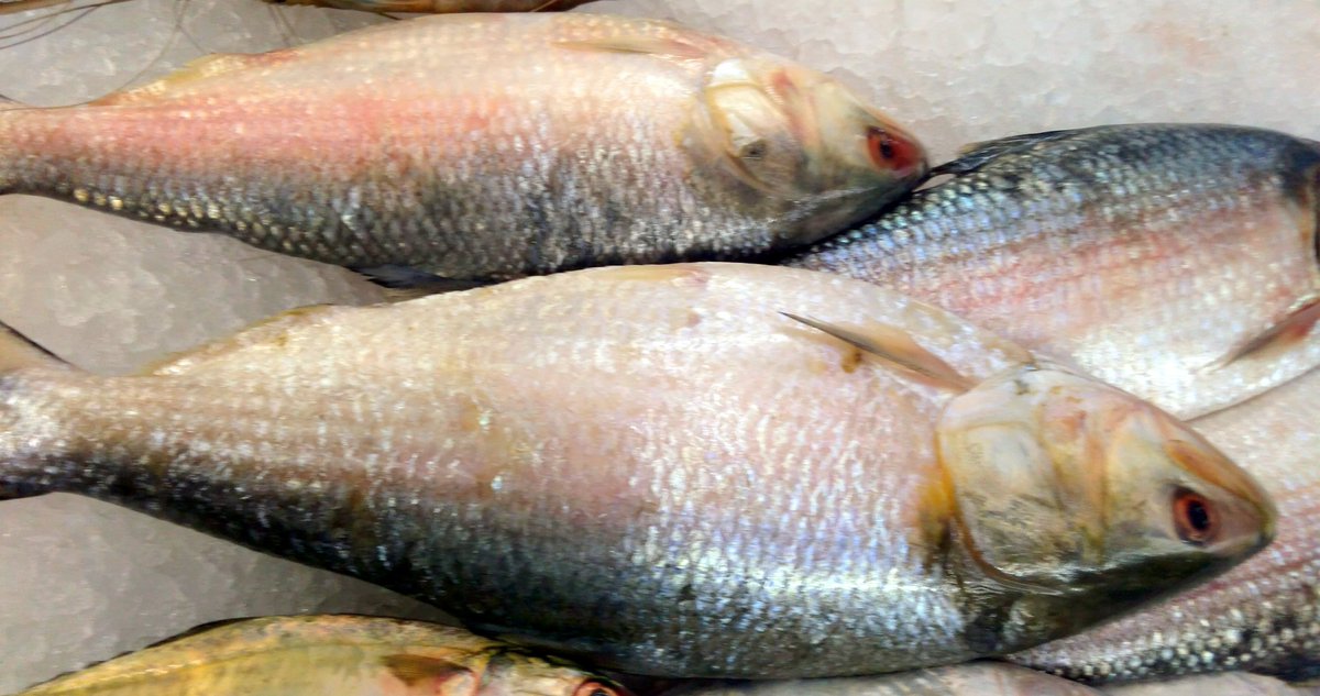 While Bengali swear by their Ilish maach, people from Telugu states vouch that Pulasa (as Hilsa is called here) from the coastal belt tastes even better. A rundown on the popularity of the fish in this part of the country foodaholix.in/2020/09/Pulasa… #Hilsa #Ilish #Pulasa #Hyderabad