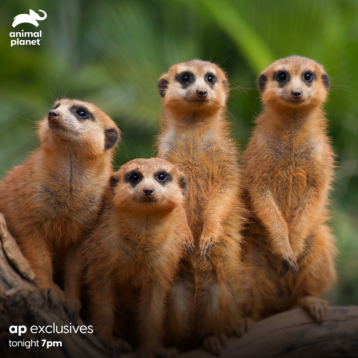 Uživatel Animal Planet India na Twitteru: „Learn the secrets of an animal superstar! Watch meerkats and get to know everything about them on #APExclusives, tonight at 7 PM, only on Animal Planet. Uživatel Animal Planet India na Twitteru: „Learn the secrets of an animal superstar! Watch meerkats and get to know everything about them on #APExclusives, tonight at 7 PM, only on Animal Planet.