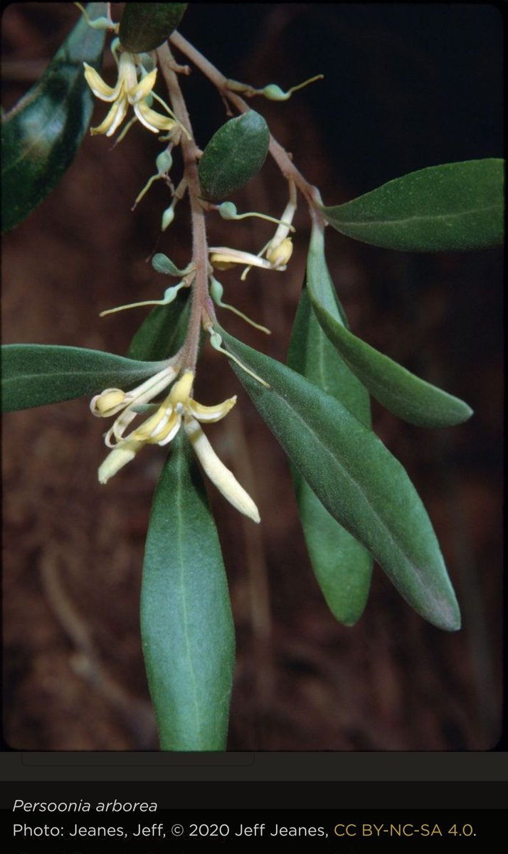However, our focus here is on one species only: Persoonia arborea. It is a shrub, sometimes a small tree. It flowers in summer, followed by fleshy green fruits. These ripen on the ground, and are edible. Photos: Royal Botanic Gardens Victoria