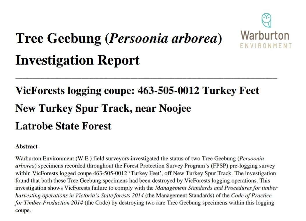 So, has VicForests changed its practices since the court case? Within the last few months, Warburton Environment have lodged several breach reports with the Office of the Conservation Regulator, noting how Tree Geebung have been damaged or destroyed by logging operations.