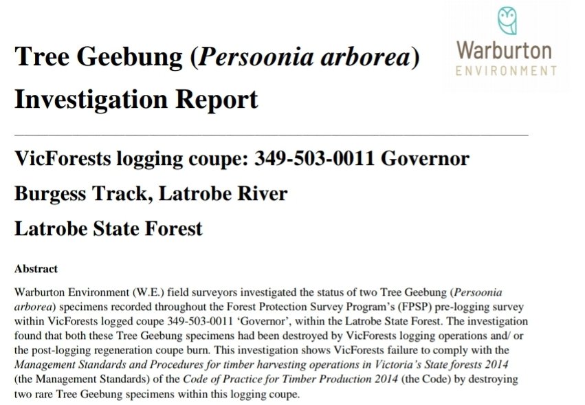So, has VicForests changed its practices since the court case? Within the last few months, Warburton Environment have lodged several breach reports with the Office of the Conservation Regulator, noting how Tree Geebung have been damaged or destroyed by logging operations.