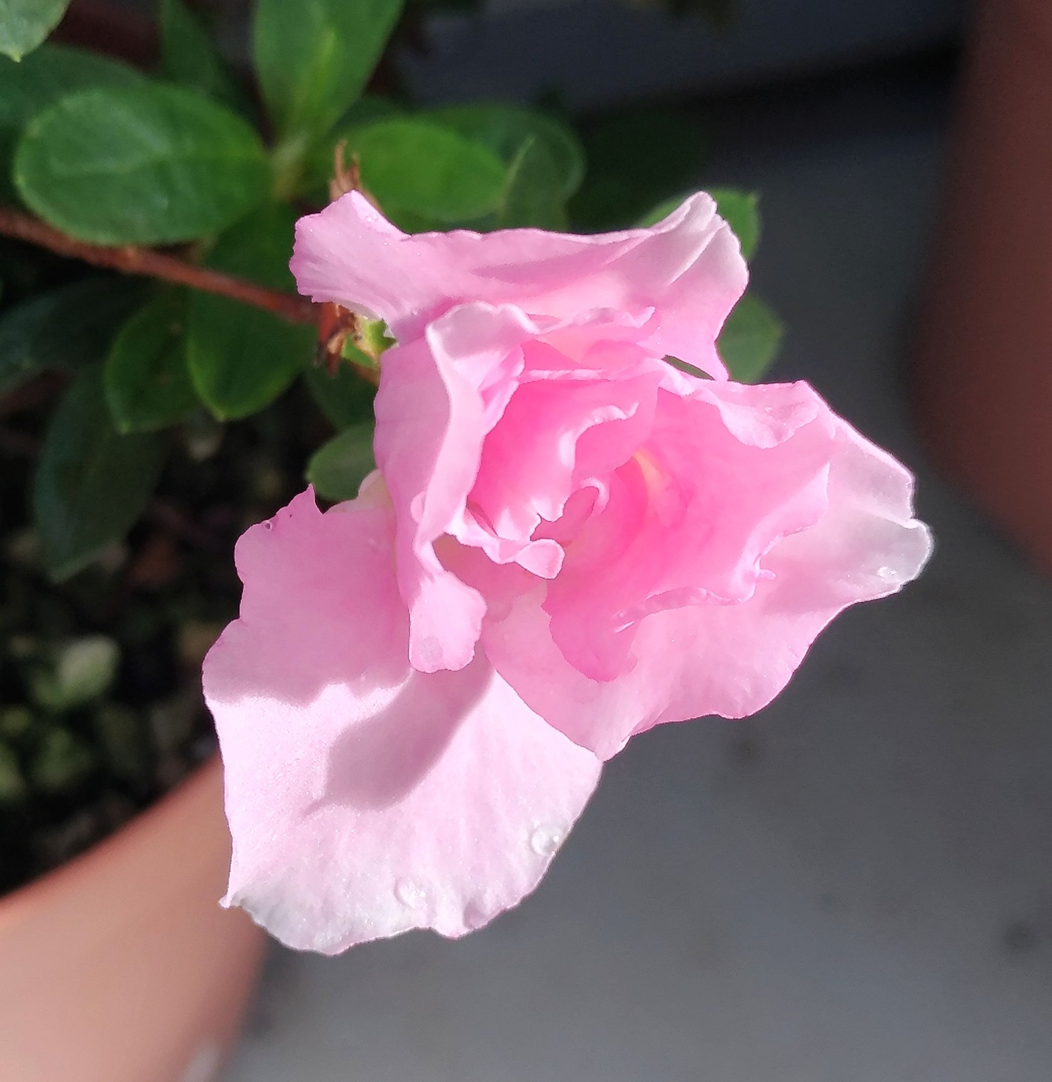 こころんグリーン Pa Twitter アザレアの花が 咲き始めています 優しいピンク色の花が もう直ぐ開いてしまいます 時季外れですが しっかり咲いて欲しいです アザレア ピンク色の花 優しい花 時季外れ ツツジ科 初秋 園芸品種 園芸 ガーデニング 熊本