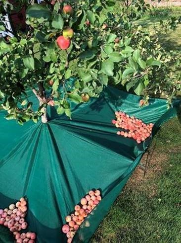 EENfi's tweet photo. A Finnish company designing and manufacturing garden tools is looking for retailers, agents and distributors for their innovative gardening product to collect fruits. #EENCanHelp #FromFinland https://t.co/S1AMwnBHkI https://t.co/dheyN9GphX