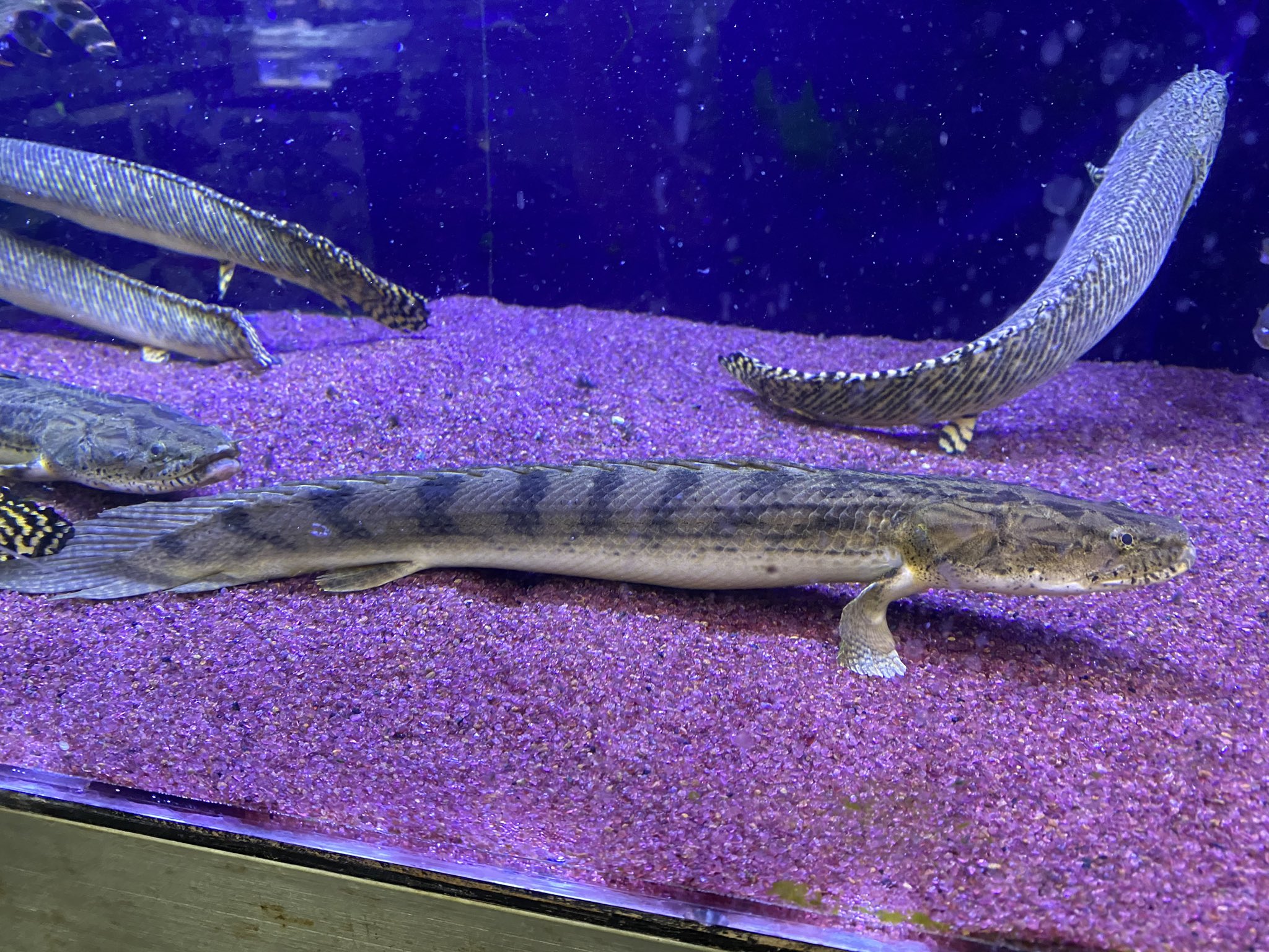 リミックスみなと熱帯魚 先日入荷のｐoコンギクスも状態バッチリになりました バンドも濃くて良い個体です 残り2匹です 他にもキクラメラニアエ アフリカンパイク ゼブラキャット等オススメ生体沢山います ポリプテルス 大型魚 古代魚 熱帯魚
