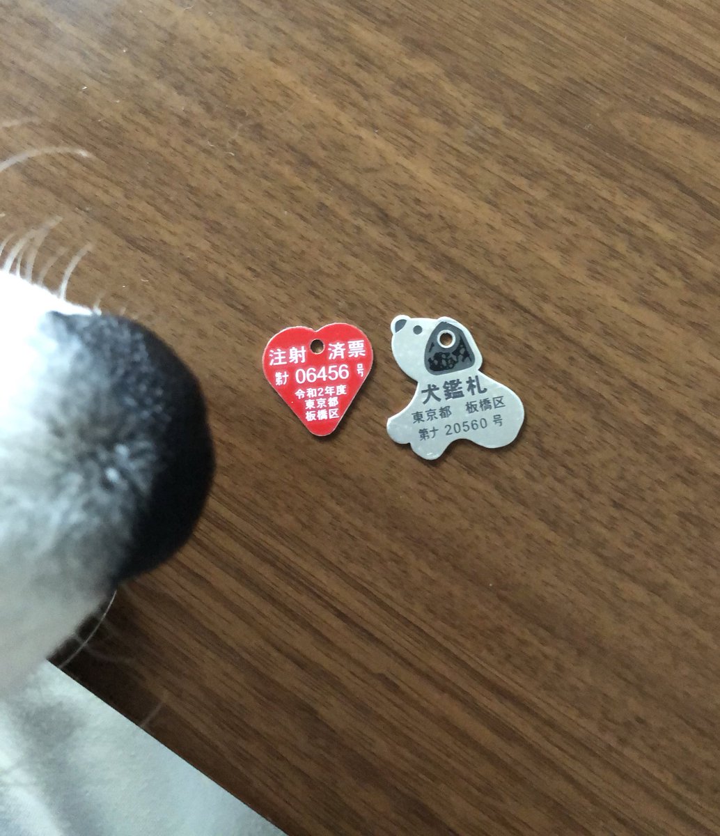 サモエドのソラン Soran The Samoyed 犬鑑札 と狂犬病注射済票をもらってきました 実家のトムはすごく渋い四角のをつけてたけど 今こんなに可愛いの 首輪とともにソランにつけてみましたが 毛で 見えない サモエド サモエドのソラン Soran The Samoyed 犬鑑札 と狂犬病注射済票をもらってきました 実家のトムはすごく渋い四角のをつけてたけど 今こんなに可愛いの 首輪とともにソランにつけてみましたが 毛で 見えない サモエド