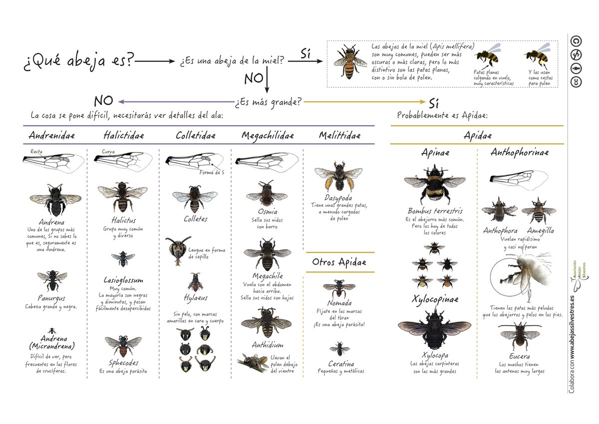 Acabamos de actualizar nuestra chuleta rápida para identificar familias de abejas: abejassilvestres.es/resources.html Con algunas erratas arregladas (Gracias <a href="/abeja_zumbee/">Buzzy_Bee</a>) y licencia CC-by-nc para su libre uso.