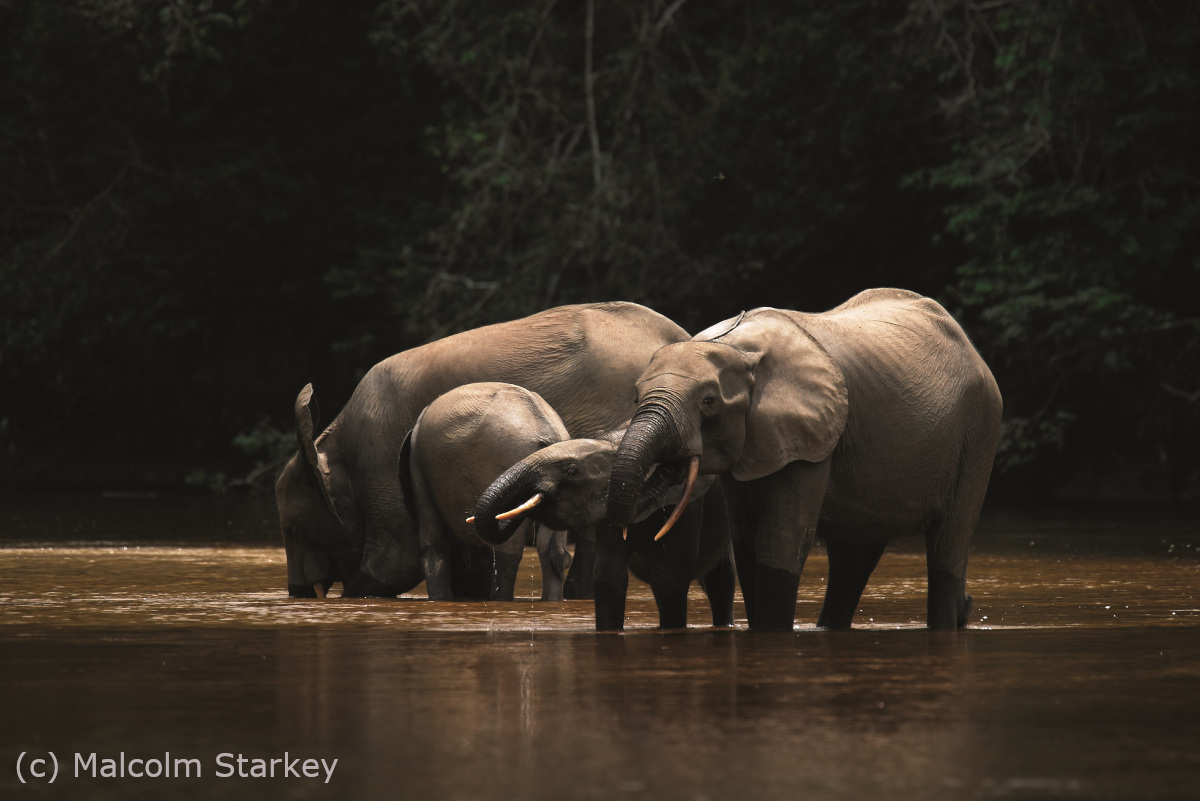 [SPOILER] Our research shows a massive multi-decadal collapse in fruit production within Lopé National Park - a rainforest in central Gabon - and a simultaneous decline in the physical condition of fruit-dependent forest elephants. 2/