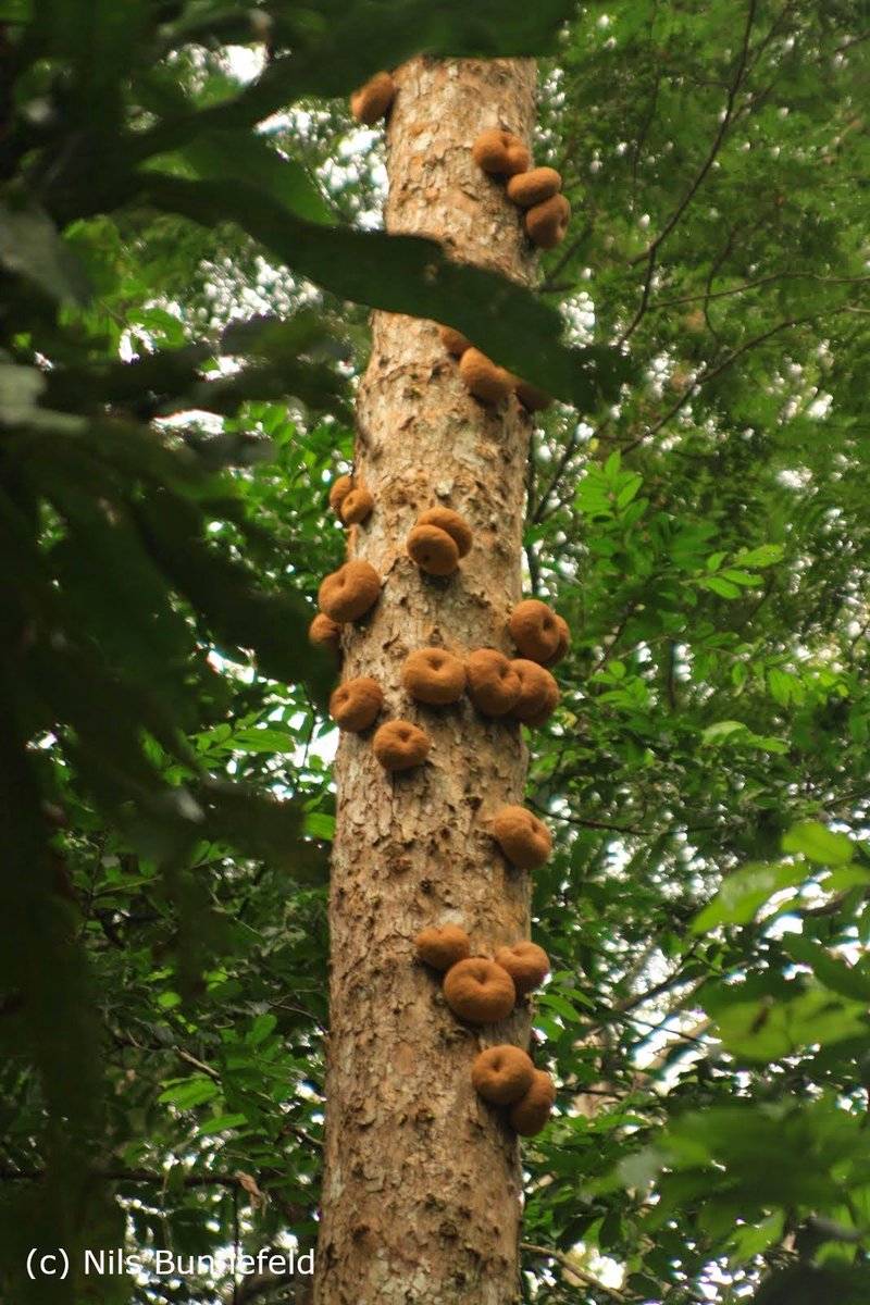 Lopé hosts the longest record of flowering and fruiting for individual trees in the tropics (34 years, >70 species, >2000 trees). The dataset was established in the 1980s to monitor food resources for wildlife and includes many fruiting species important for forest elephants. 5/