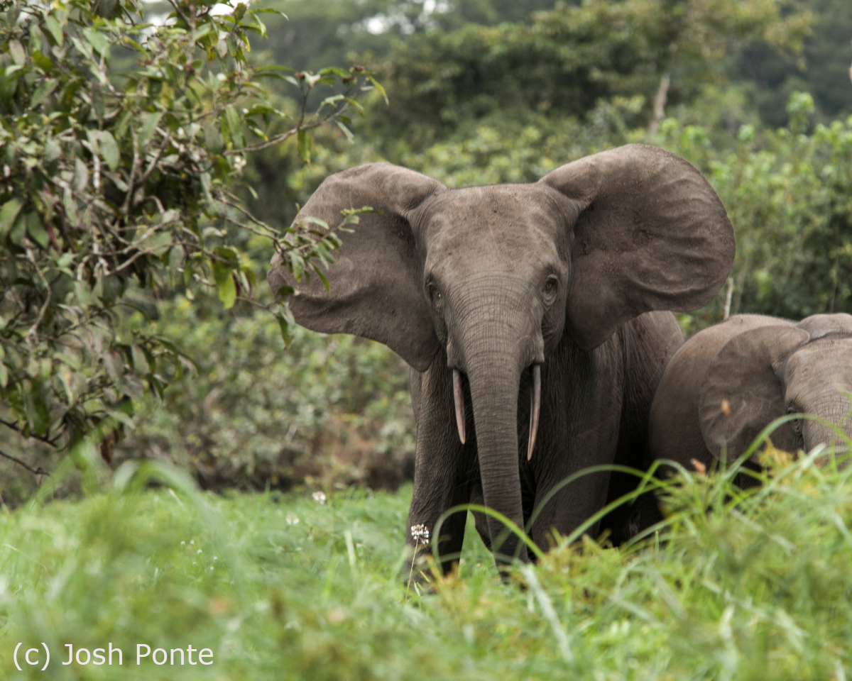 Forest elephants already face severe pressures from hunting and habitat loss and are now confined to just 25% potential range ( https://dx.plos.org/10.1371/journal.pone.0059469). We set out to assess the health of one of their remaining safe havens over a 32-year period of rapid environmental change. 3/