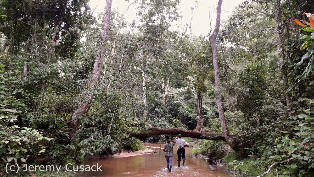 We need to do more work to understand the direct link between climate and fruit but our data show large-scale changes underway in this forest. What will happen to seed dispersal, forest regeneration and the wildlife and people who depend on these forest resources? 10/