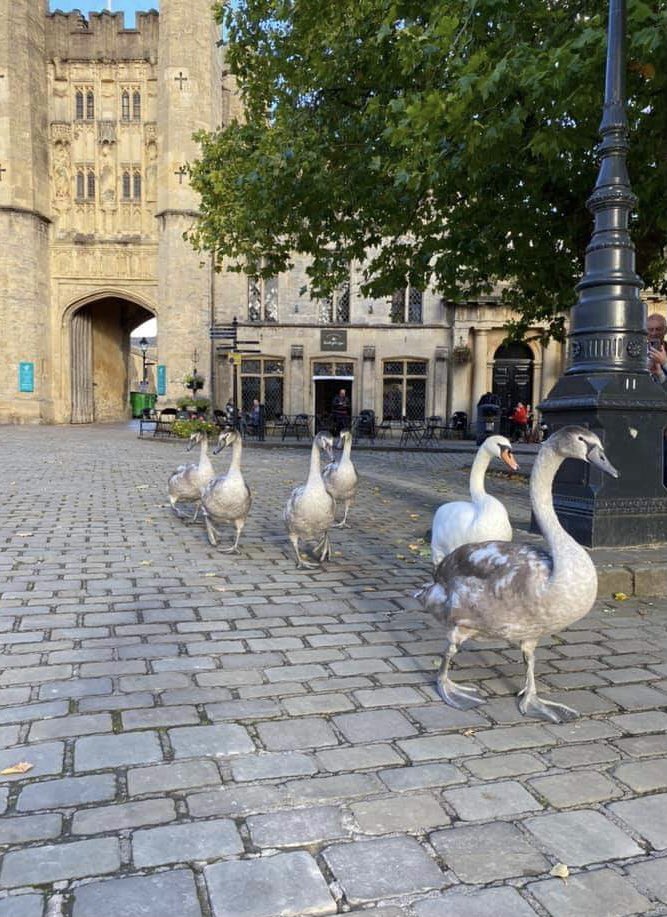 Webbers12's tweet image. Busy morning in Somerset 🦢
