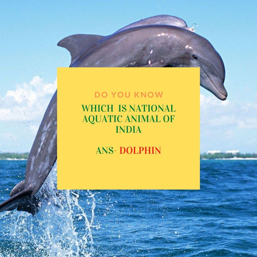 geekpyramid's tweet photo. Facts
#facts #funfatct #gk #exam #compition #competetive #national #indian #aquatic #animal #dolphin #fish #big #tutorial #railway #ssc #job #sarkari #naukri #test #serires https://t.co/kBn6wrAI3Y