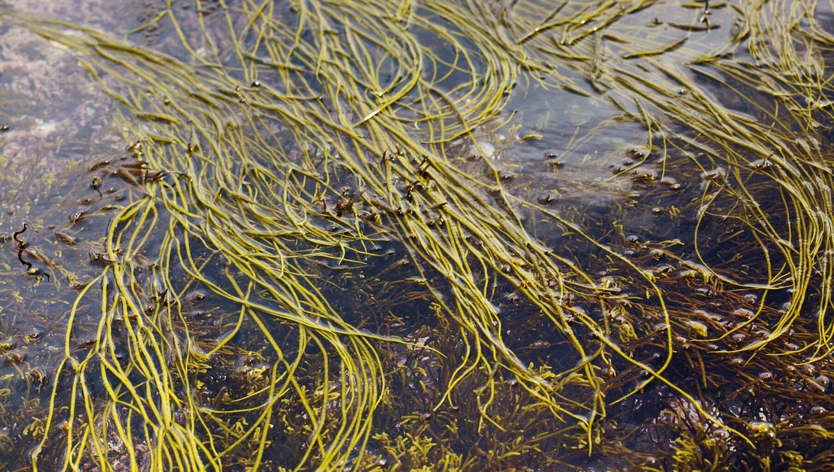 AtlanticKitchen's tweet image. So cute! Spaghetti the puffin, reminds us of our favourite kind of pasta... SEA SPAGHETTI 🍝🐦 people.com/pets/national-…