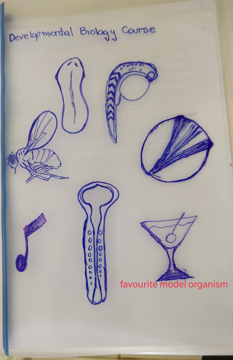 Eugene07tine's tweet photo. #BlackInDevelopmental #BlackinCMDBio
Yesterday I tweeted about my PhD project But I have a MSc in #developmentalbiology in @UnivParisSaclay in #France but my course was the #Embo_developmentalbiologycourse I attended in #Chile I learnt lot of technics that still helping me today https://t.co/nOhGyVaJo2