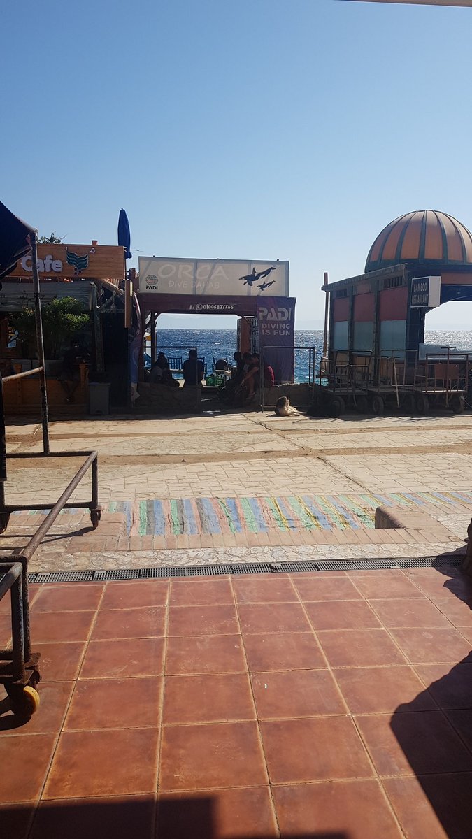 DiveOrca's tweet image. Good Morning