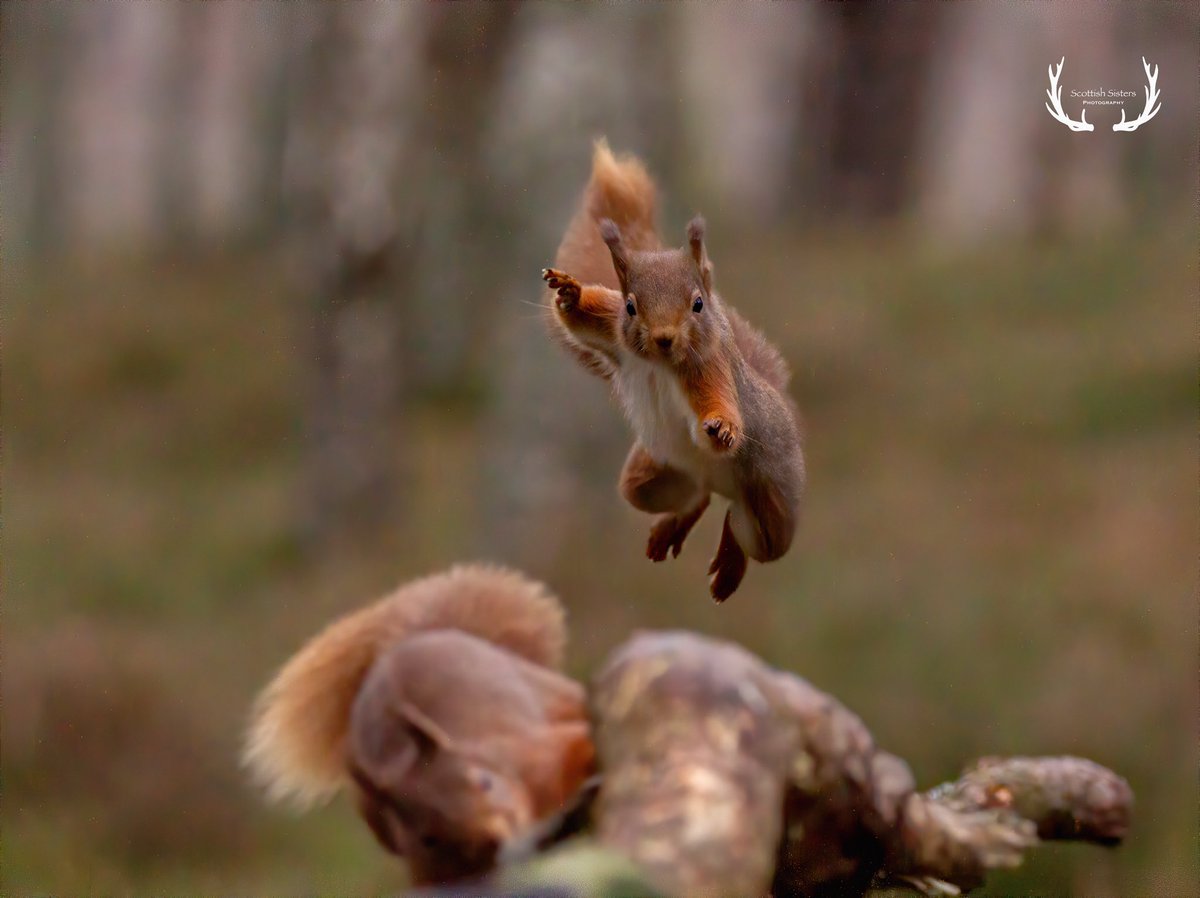 Flying squirrel Friday should 100% be a thing #redsquirrelweek @ScotSquirrels #wildlife #NaturePhotography #BBCWildlifePOTD #wildlifephotography @Natures_Voice @CanonUKandIE #TwitterNatureCommunity #nature