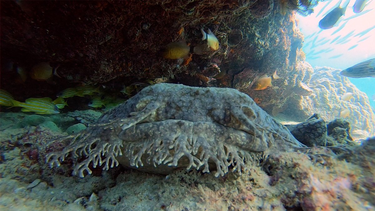 SailNingaloo's tweet photo. SMILE!! It's Friday 😍🌈🐠

#Ningaloo #SailNingaloo #ThisIsWa #coralbay #exmouth #seeAustralia #westernaustralia #justanotherdayinwa #visitningaloo #wanderoutyonder #wobbegong https://t.co/F70ZIzpGNj