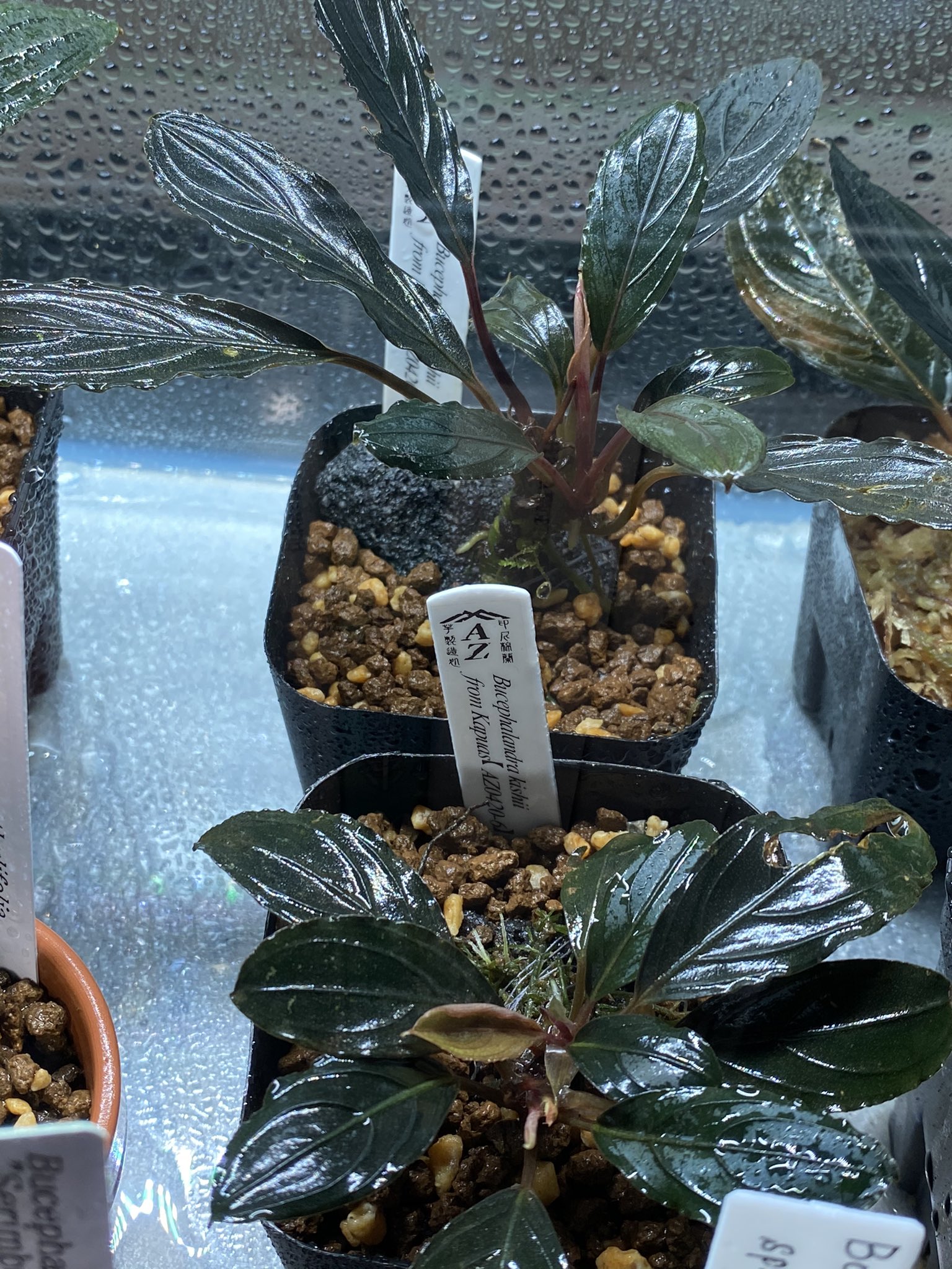 し*6様 ブセファランドラBucephalandra Dark Kishii 丸