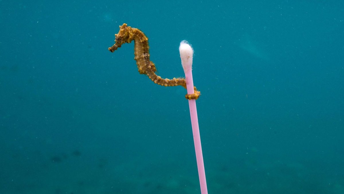The  #EnvironmentBill returning would be the best end to  #RecycleWeek.It can bring in new laws to clean up our environment, from preventing plastic pollution &  #foodwaste to banning single-use items ( this famous pic from Justin Hofman  @NHM_WPY) Short thread 