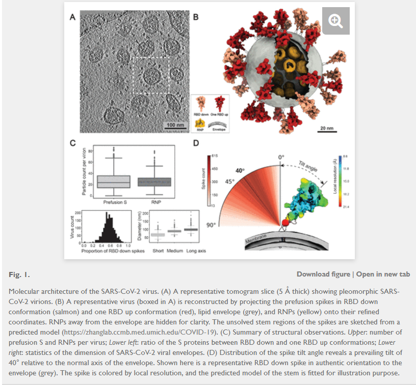 SpokespersonCHN's tweet photo. Chinese young scientists have worked out the molecular structure of the SARS-CoV-2 virus, revealing the "face" of the virus for the first time. The findings have been submitted to the EMDB and can be accessed  for free.
🔗https://t.co/kytx2uMnhl https://t.co/caqsOKV5eG