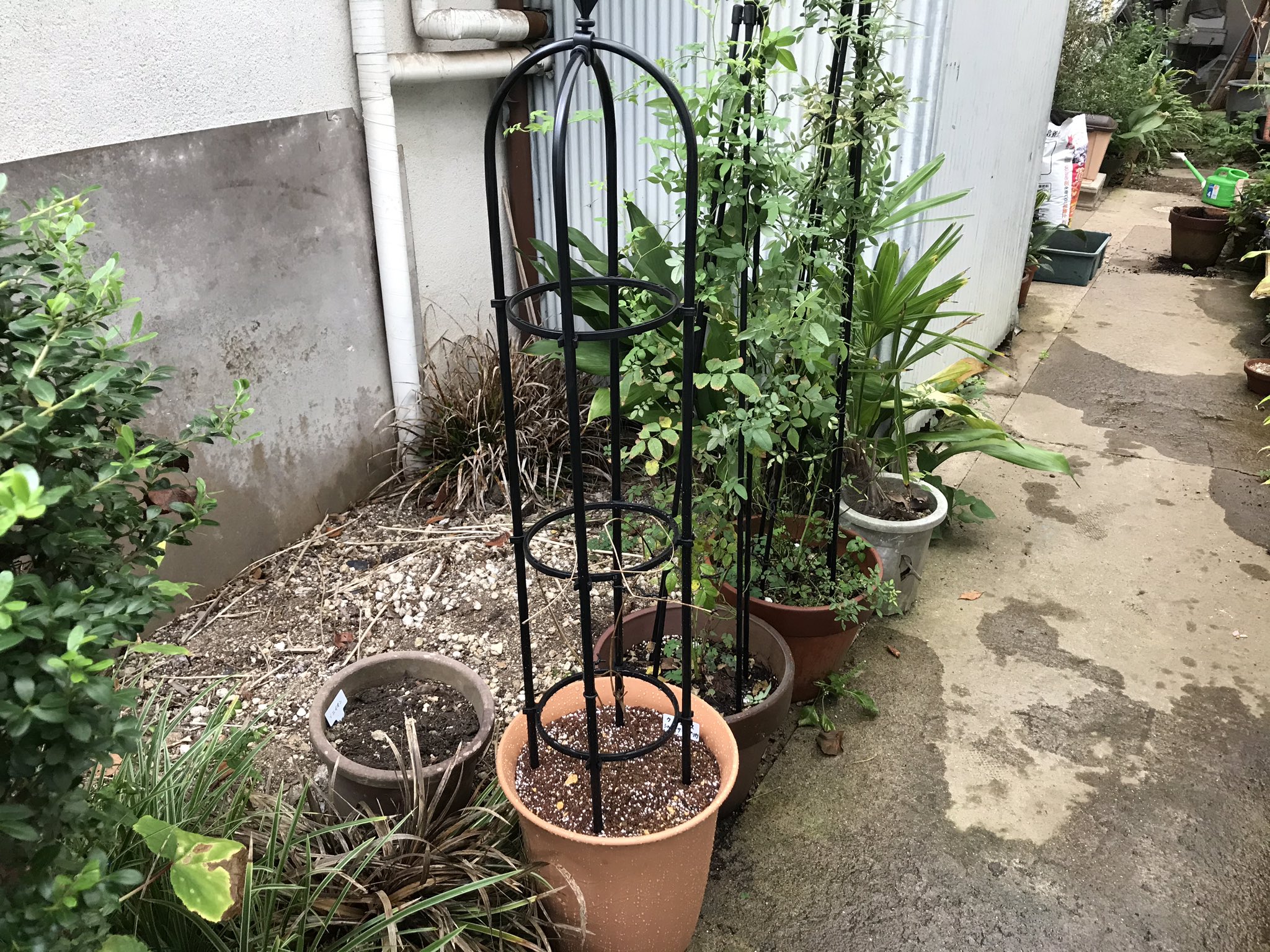 林本ひろみ 葉っぱがないのは冬咲きのシルホーサ系クレマチス 地植え にしたのだがどうも花付きが悪いので また鉢植えにしてみた こちらも一応スモールオベリスクを立てておいた 私の荒っぽい植え替えで大丈夫かしら T Co 09u75kc6b1 Twitter