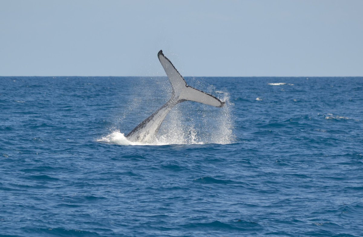 MillsCharters's tweet image. Splashing into the Weekend! 🐋 25/9/2020 👉🏼 blogpost online at whalewatchingperth.com