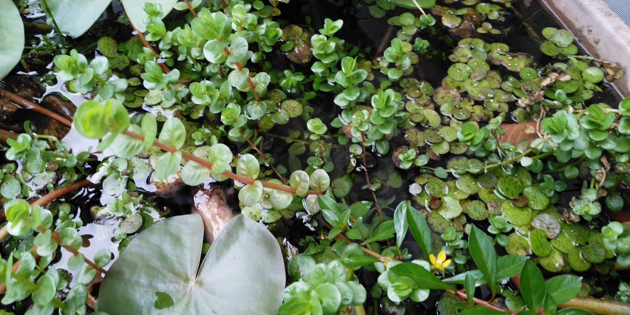 あきろまん グリーンロタラとロトンディフォリア 水上葉でも良く似てるね 茎が赤いのがロトンディフォリア 水中葉はわかるかな どちらも日本に自生してるって言われてるからたぶん越冬できるとは思うけど どうだろうか ホザキキカシグサ ミナミ
