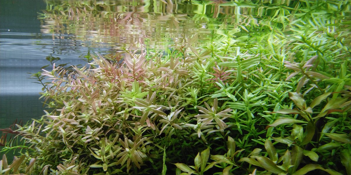 あきろまん على تويتر グリーンロタラとロトンディフォリア 水上葉でも良く似てるね 茎が赤いのがロトンディフォリア 水中葉はわかるかな どちらも日本に自生してるって言われてるからたぶん越冬できるとは思うけど どうだろうか ホザキキカシグサ ミナミ あきろまん على تويتر グリーンロタラとロトンディフォリア 水上葉でも良く似てるね 茎が赤いのがロトンディフォリア 水中葉はわかるかな どちらも日本に自生してるって言われてるからたぶん越冬できるとは思うけど どうだろうか ホザキキカシグサ ミナミ