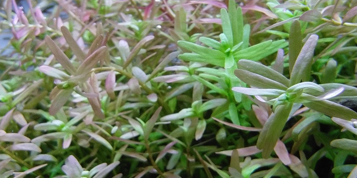 あきろまん على تويتر グリーンロタラとロトンディフォリア 水上葉でも良く似てるね 茎が赤いのがロトンディフォリア 水中葉はわかるかな どちらも日本に自生してるって言われてるからたぶん越冬できるとは思うけど どうだろうか ホザキキカシグサ ミナミ あきろまん على تويتر グリーンロタラとロトンディフォリア 水上葉でも良く似てるね 茎が赤いのがロトンディフォリア 水中葉はわかるかな どちらも日本に自生してるって言われてるからたぶん越冬できるとは思うけど どうだろうか ホザキキカシグサ ミナミ