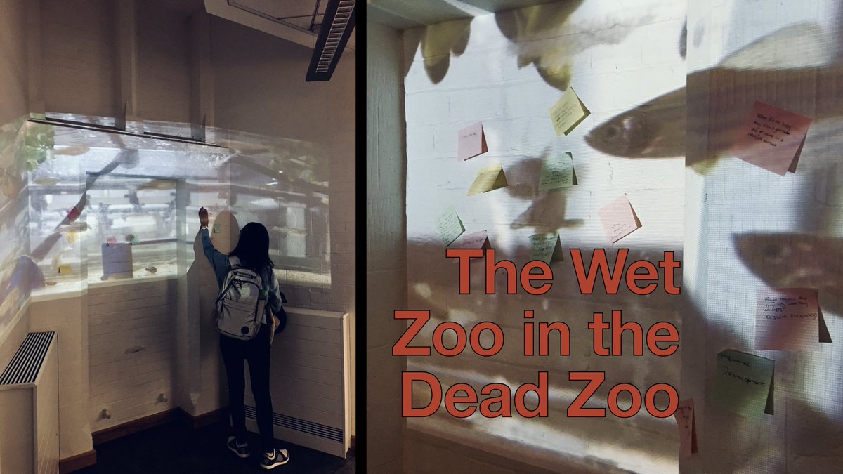 We set up the wet zoo in the dead zoo at  @morethanadodo to ask people if they thought fishes can be happy and how would you know? This proved to be a bit 