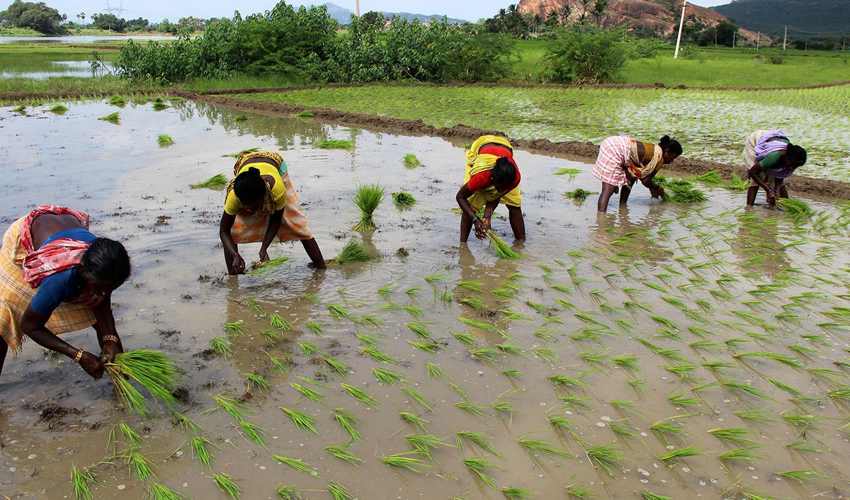 The 8-member National Commission on Farmers, chaired by Prof. M.S. Swaminathan, was set up in 2004 by the UPA government to assess the extent of India’s agrarian crisis. It presented 5 reports. Follow the thread to read its main points.  #FarmersBill  https://ruralindiaonline.org/library/resource/serving-farmers-and-saving-farming-first-report/