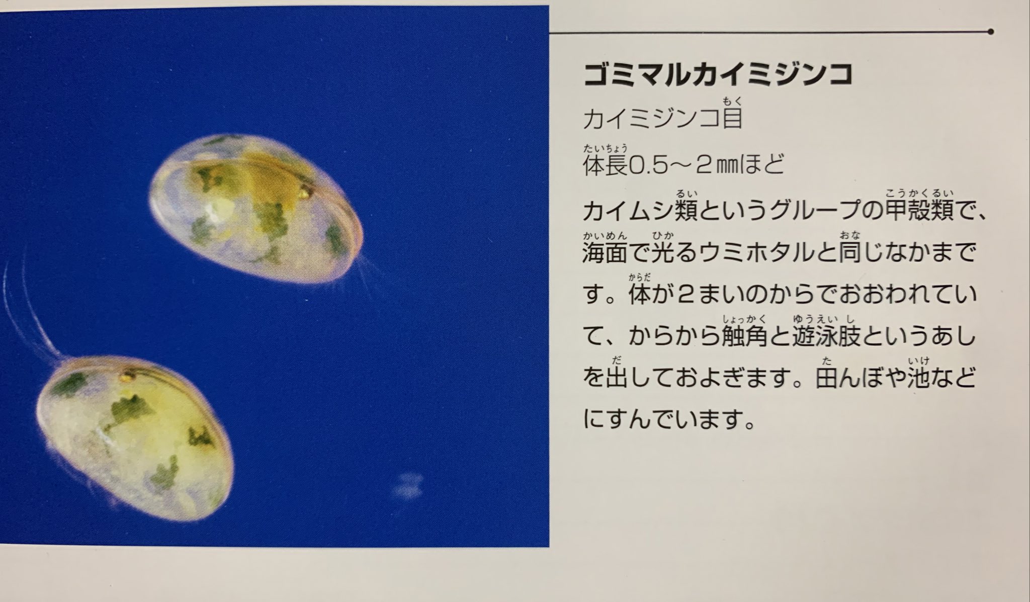 ミッキーのメダカ日記 Medakaism 丸いのだと ゴミマルカイミジンコかもしれませんね ミジンコも色々いて面白いです T Co 1za0mgum Twitter ミッキーのメダカ日記 Medakaism 丸いのだと ゴミマルカイミジンコかもしれませんね ミジンコも色々いて面白いです T Co 1za0mgum Twitter