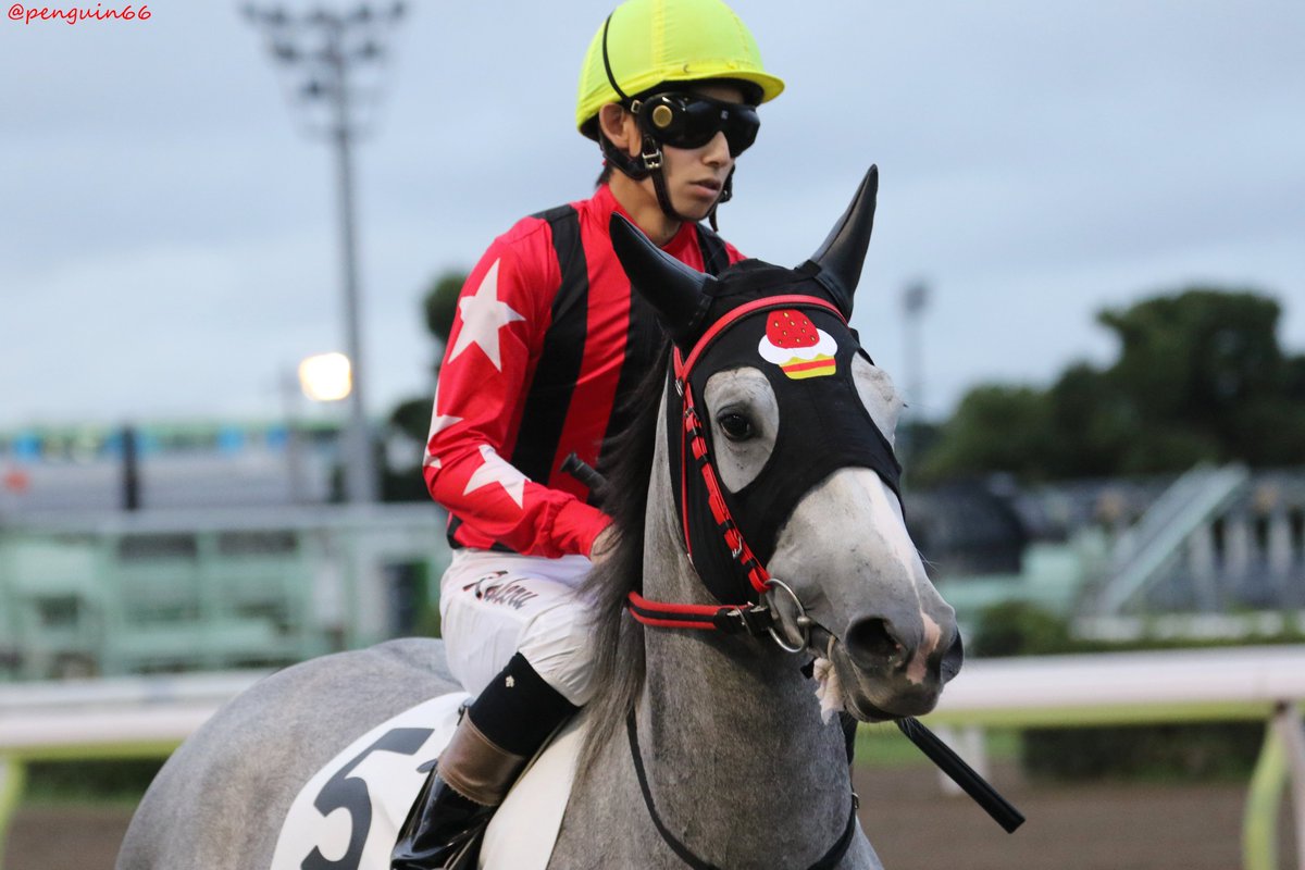 ぺんぎんさん かわいいので 着順に関わりなく優勝 イチゴショート エイシンヒカリのお嬢さん