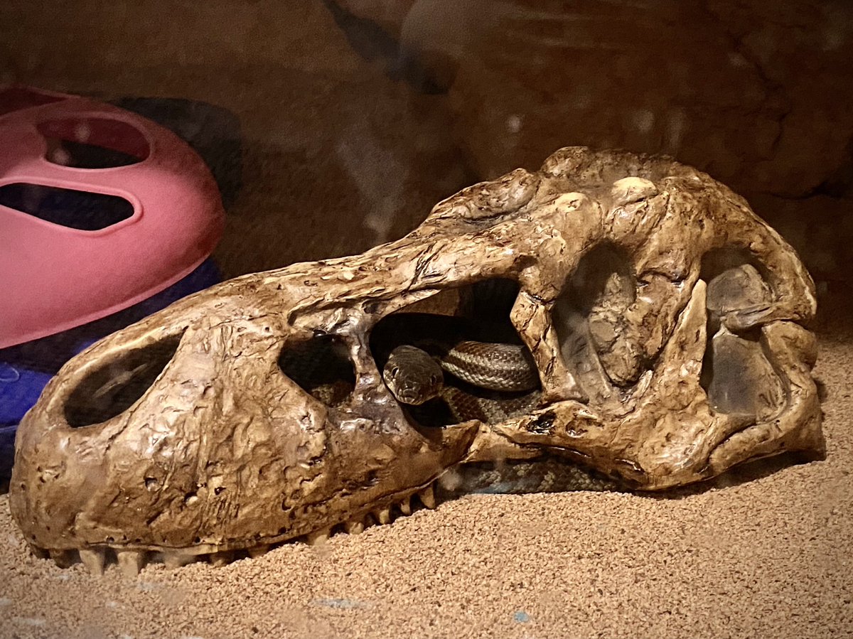 precisepath's tweet photo. Cute! Monty loves his new #trex #skull #hideout ๐ฆ
#stimsonpython #petsnake #snek #goodboi https://t.co/AMKu6lKPe0